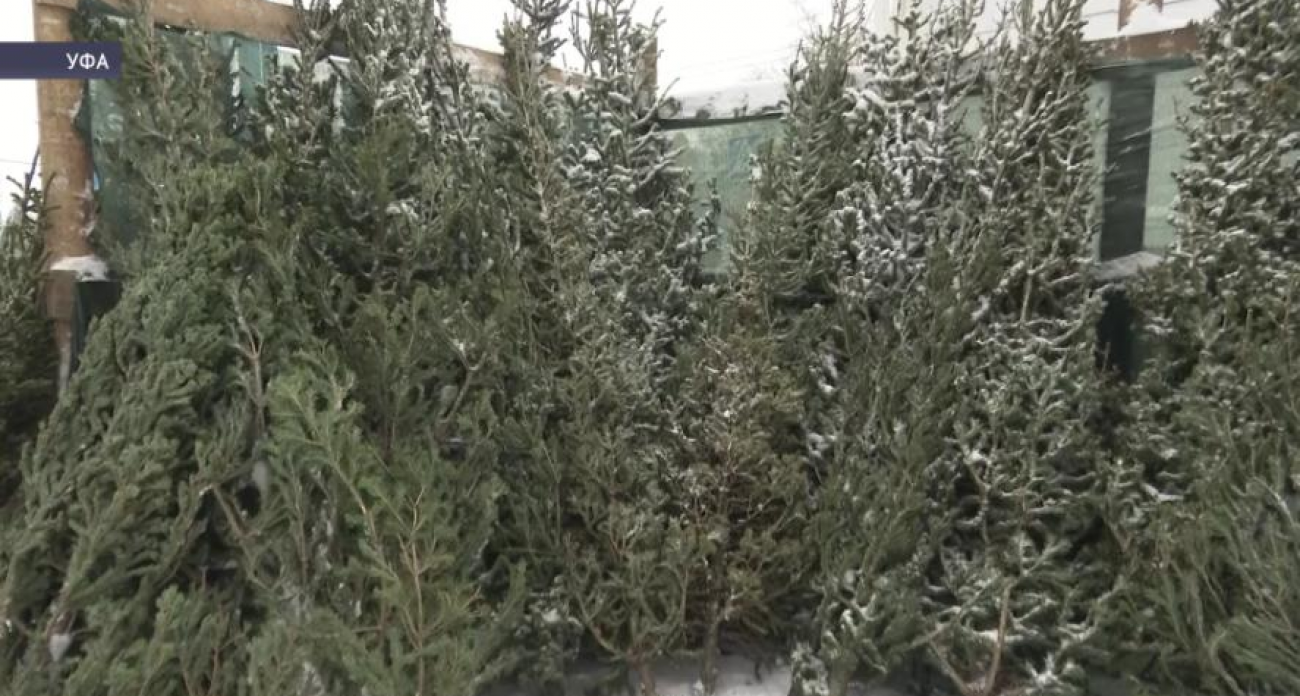 Штраф до 300 тысяч рублей: в Башкирии поймали продавцов чёрных ёлок