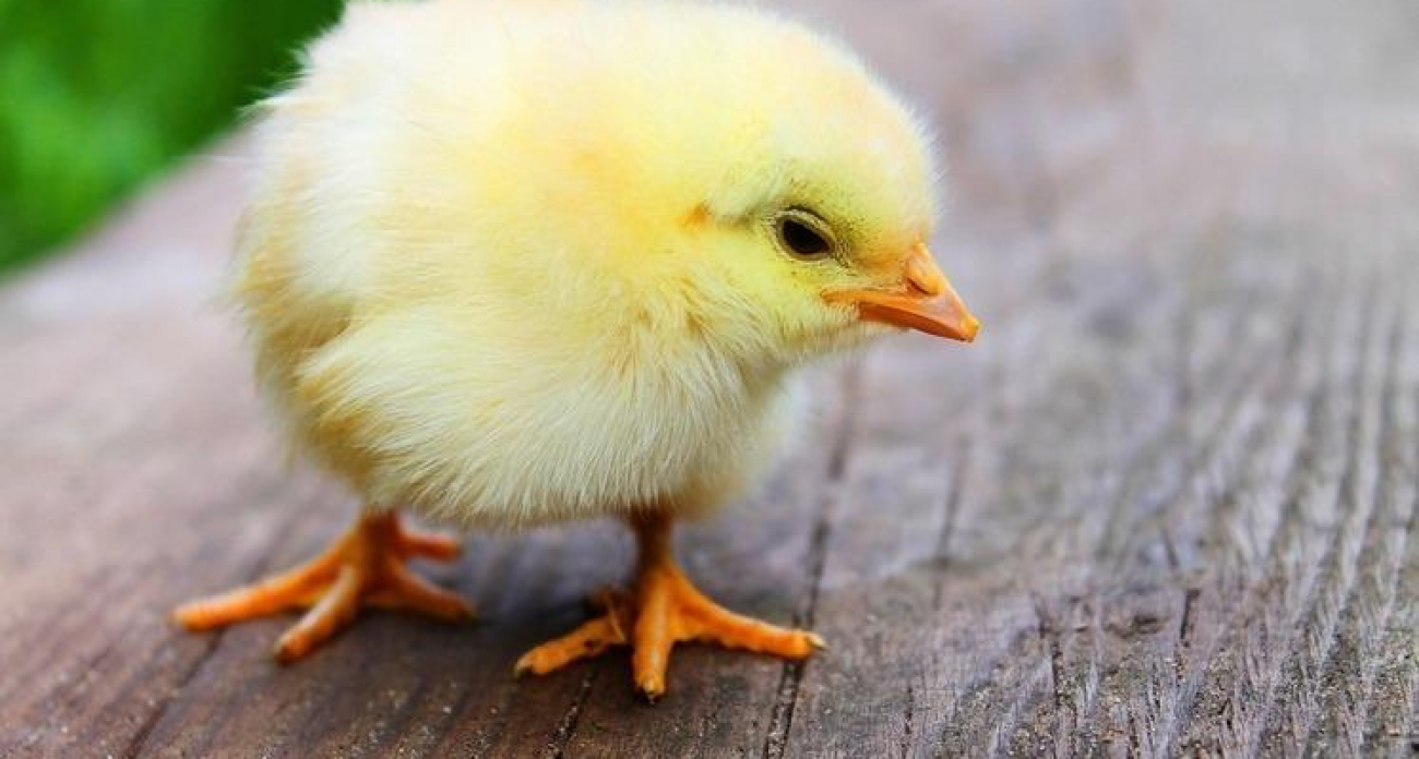 Башкирка превратила хобби в бизнес: 200 тысяч на инкубаторы и 6 видов птицы