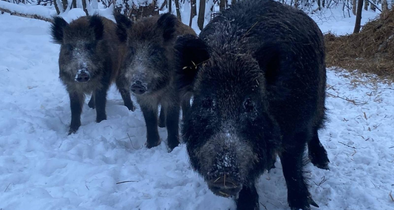С 1 января в Башкирии запретят загонную охоту на кабанов до конца февраля
