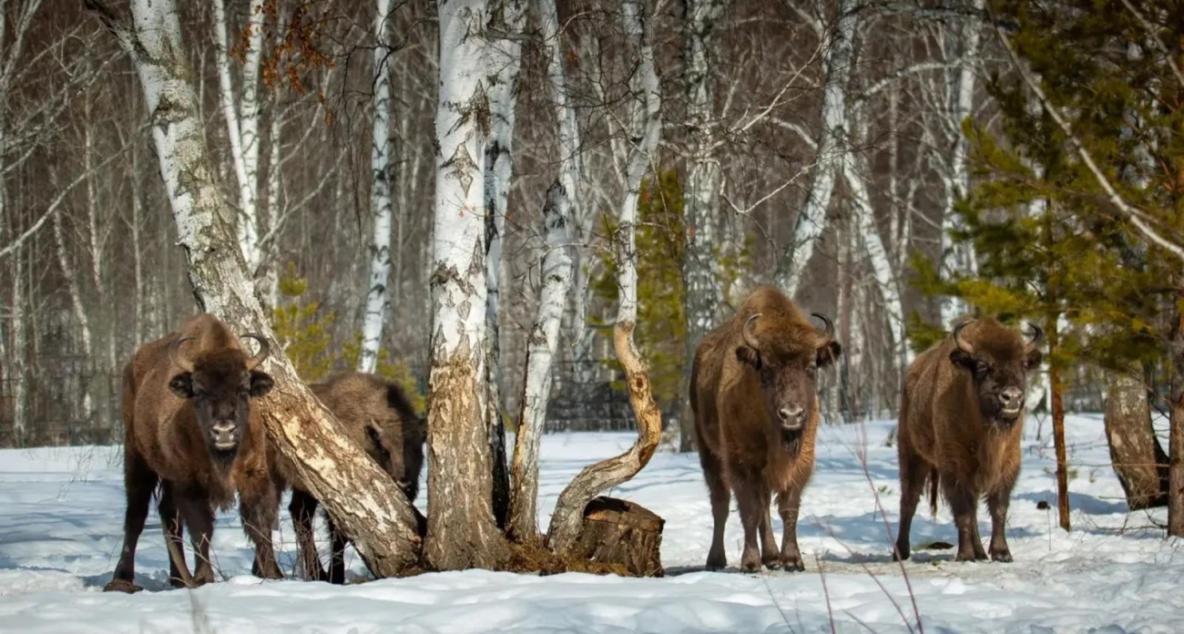 10,2 млн на спасение вида: Башкирия получит 9 беловежских зубров из Беларуси благодаря президентскому гранту