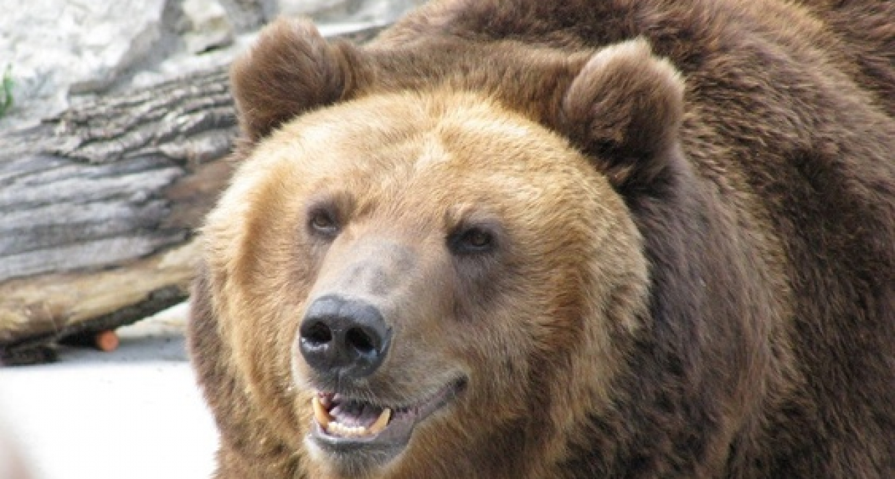 В Башкирии объявили награду 50 тысяч за убитого медведя