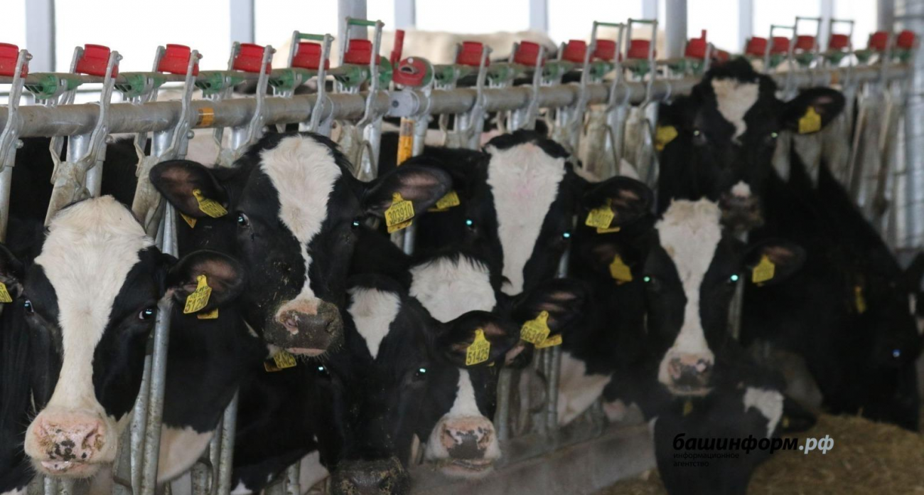 Башкирские животноводы получат право создавать собственные контрольные организации