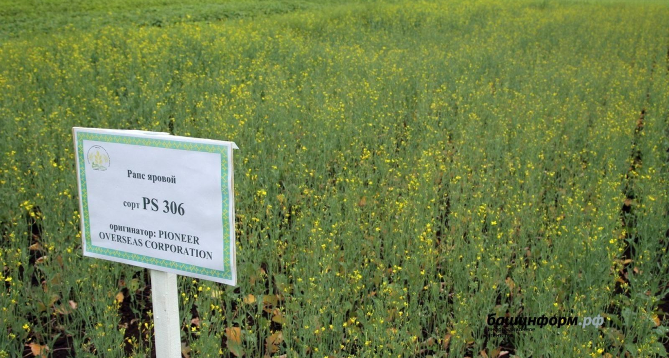 Рапсовый завод «Олеокемикс» запускает масштабный проект в Башкирии