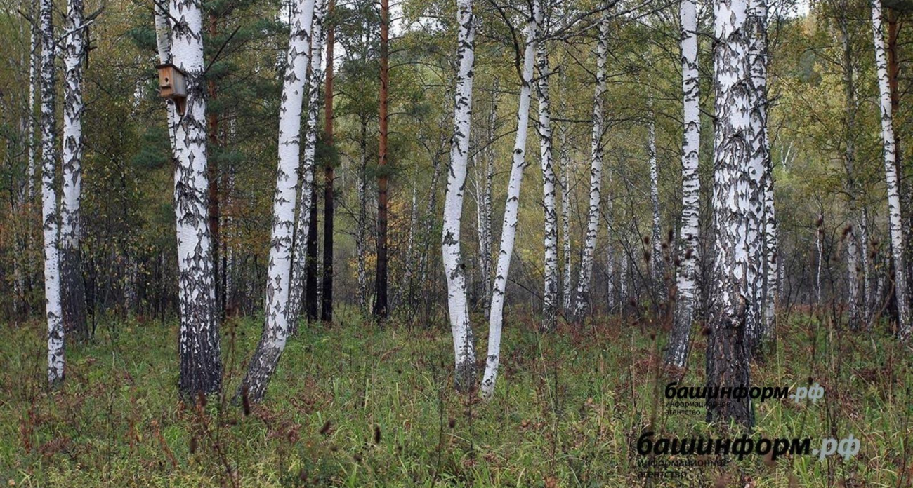 16,3 тысячи кубометров леса уйдут с молотка в Башкирии