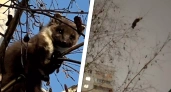 В Уфе спасли куницу, застрявшую на высоком дереве