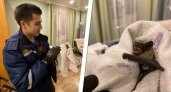 Летучая мышь поселилась в шкафу уфимской квартиры