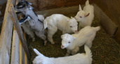 Коза из Башкирии родила шестерых козлят