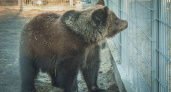 Медведь после спячки попал на видео в национальном парке «Башкирия»