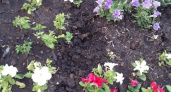 В Сибае жители украли петунии с городских клумб