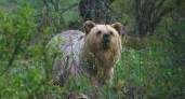 Сотрудники нацпарка "Башкирия" встретили медведицу с медвежатами в 30 метрах