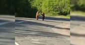 В Башкирии сняли на видео игры медвежат на дороге