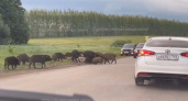 Стадо кабанов заблокировало трассу под Янаулом
