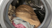 Почему белье в стиралке перестало отстирываться. Выяснилось, что многие хозяйки засыпают порошок не в тот отсек