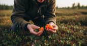 Ценнее золота: за этой ягодой охотятся все россияне — узнайте, какой секрет она скрывает