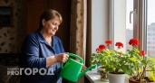 Почему герань нельзя дарить на день рождения и где в доме она притягивает несчастья