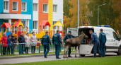 Трехлетнего лося, забредшего в детсад на Шафиева в Уфе, выпустят в Кушнаренковском районе