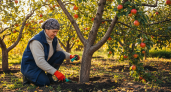 Садоводы молчат об этом секрете: что закопать под деревьями в сентябре, чтобы урожай-2026 превзошёл все ожидания