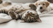 Почему кошка касается вас лапой: тайное послание, которое понимают не все хозяева