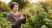 Садоводы скрывали этот секрет осенней подкормки смородины — урожай увеличивается в разы