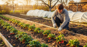 Почему у соседа клубника сгнила зимой, а у вас будет идеальный урожай: тайна правильного укрытия