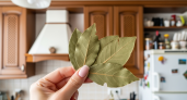 Три лавровых листа на участке — и вредители покидают огород навсегда: древний секрет опытных садоводов
