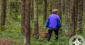 В Башкирии грибница потерялась в лесу, но спасатели дали важные советы для всех
