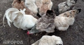 Разместите это в углу курятника - и несушки завалят яйцами даже зимой