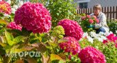 Почему ваша гортензия погибает каждую зиму: 4 роковые ошибки, которые вы совершаете осенью