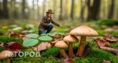 Опытные грибники знают один секрет: вот на что они смотрят, чтобы найти грибные места за 10 минут