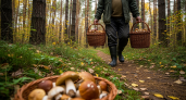 Опытные грибники движутся по спирали: древний метод, который открывает скрытые семейства грибов там, где другие видят пустой лес
