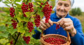 Агрономы раскрыли секрет: один элемент в октябре решает судьбу урожая смородины — и это не то, что все привыкли сыпать