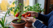 Зимой свежие помидоры черри прямо с подоконника: 5 овощей, которые растут в квартире быстрее, чем вы думали