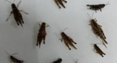 В Башкирии нашли по две кубышки саранчи на квадратный метр: угроза нашествия в 2025-м