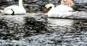 Лебеди остаются зимовать в Башкирии: жировая смазка перьев спасает от морозов