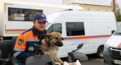 Щенок Лаки стал антистрессом для спасателей Уфы, работающих 24/7