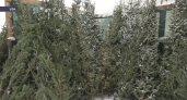 Штраф до 300 тысяч рублей: в Башкирии поймали продавцов чёрных ёлок