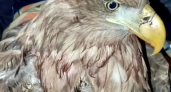 Орлан-белохвост со сломанным позвоночником: в Башкирии спасают самую большую хищную птицу России