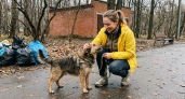 276 собак нашли хозяев: акция «Ищу человека» собрала 19 тонн корма
