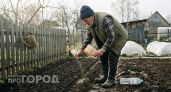 Забудьте про химию: одна пачка манки за копейки выведет всех муравьев с вашего огорода всего за двое суток