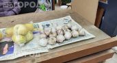 Забудьте про сухой и пустой чеснок: один простой трюк поможет сохранить урожай свежим до самой весны