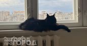 Забудьте о частых визитах к врачу: 3 породы кошек с железным здоровьем, которые живут рядом до 20 лет
