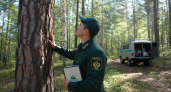 Арендатор леса в Башкирии через суд возместит ущерб от незаконной вырубки