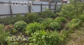 Выкорчуйте эти растения прямо сейчас: они работают как магнит для клещей и превращают ваш сад в ловушку