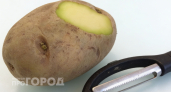 Зелёный картофель на вашей кухне: эксперты объяснили, почему это опасно для здоровья и когда стоит рискнуть