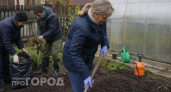 Забудьте о фитофторе в новом сезоне: я провожу эту простую осеннюю процедуру и забываю о проблемах с томатами