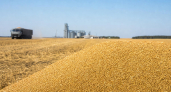 В Башкирии зерно вновь хранят на полях после рекордного урожая