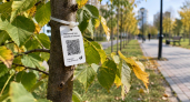 В Уфе объяснили появление QR-кодов на недавно высаженных деревьях
