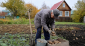 Забыл про лопату и химию: мой способ посадки картофеля из архивов 1976 года дает 4 кг с одного куста каждый год