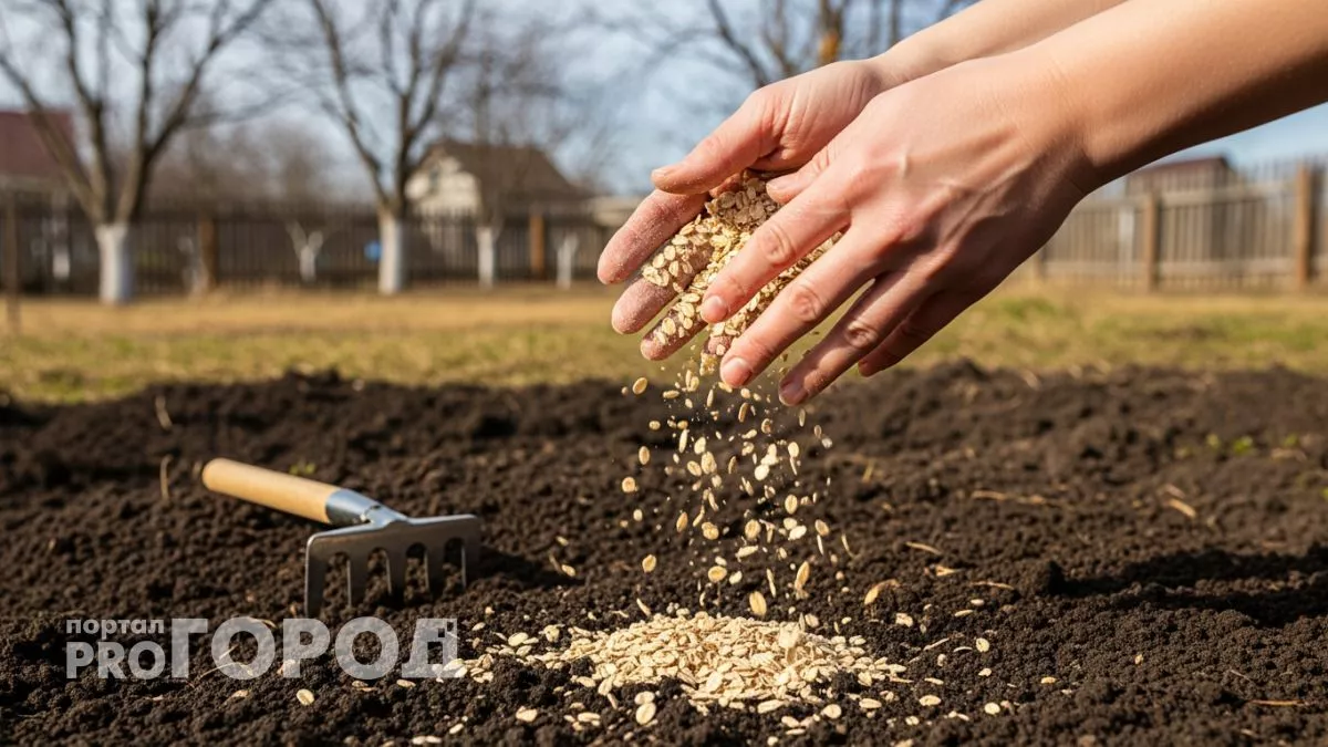 Горсть гречки превратила мой огород в райский сад: соседи теперь выпрашивают секрет богатого урожая