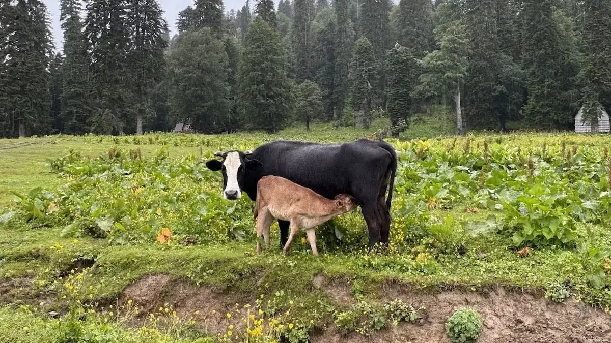 Коровник площадью 719 квадратов продают за цену однушки